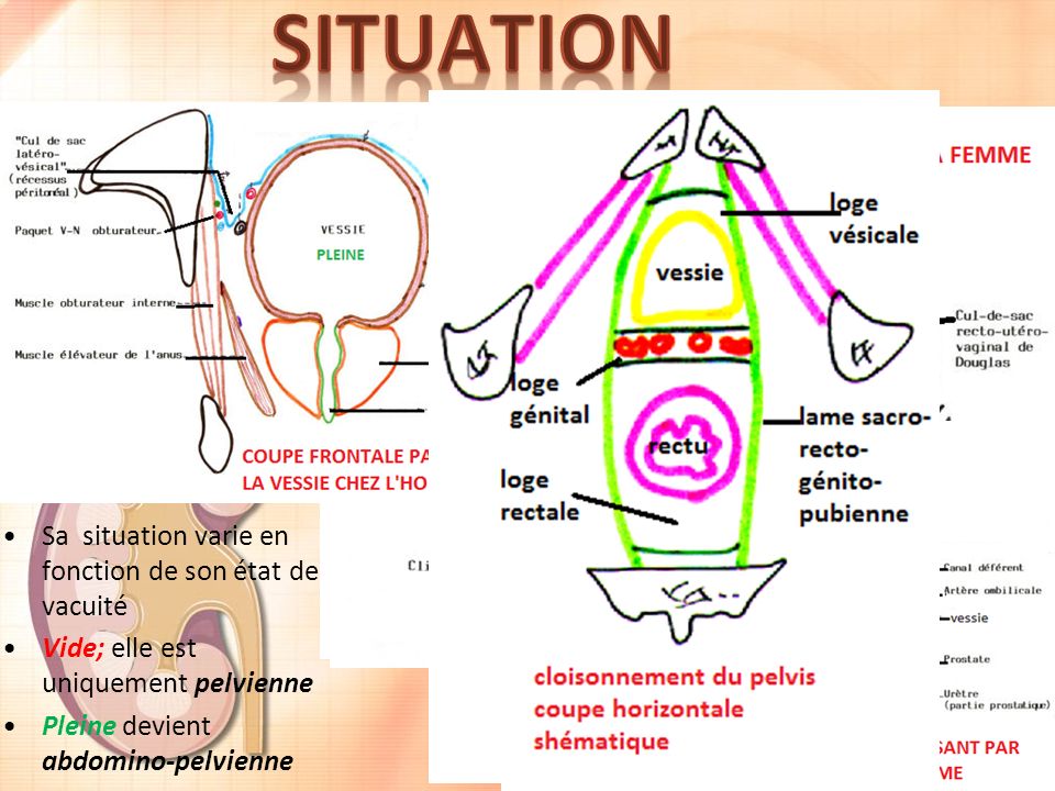 La Vessie Dr Chenafa Service Danatomie Normale Chu Oran Ppt Video